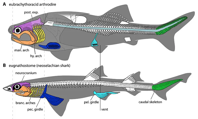 Schéma comparant les squelettes d’un arthrodire et d’un requin