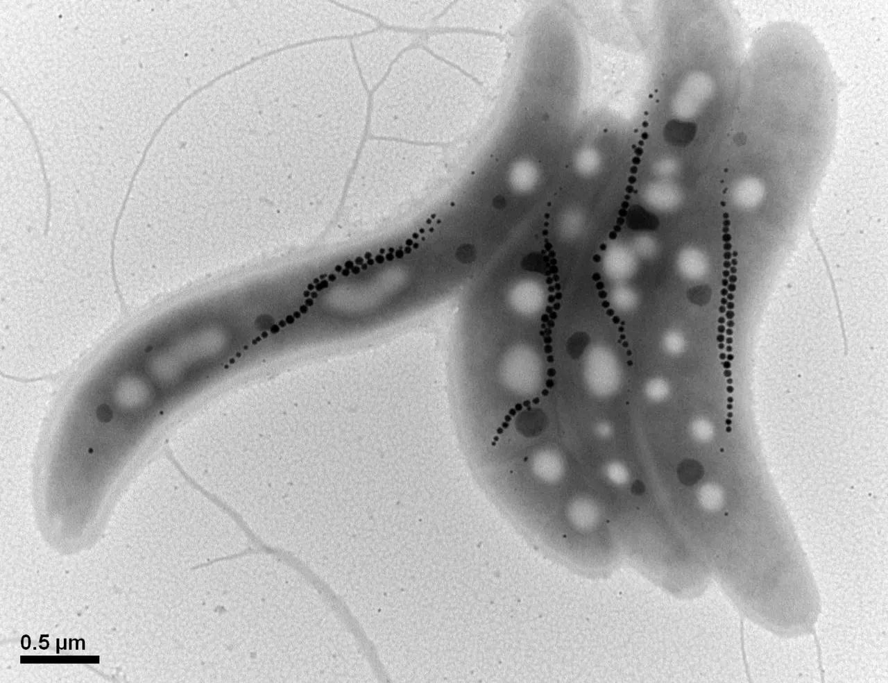 Micrographie électronique de bactéries Magnetospirillum gryphiswaldense.