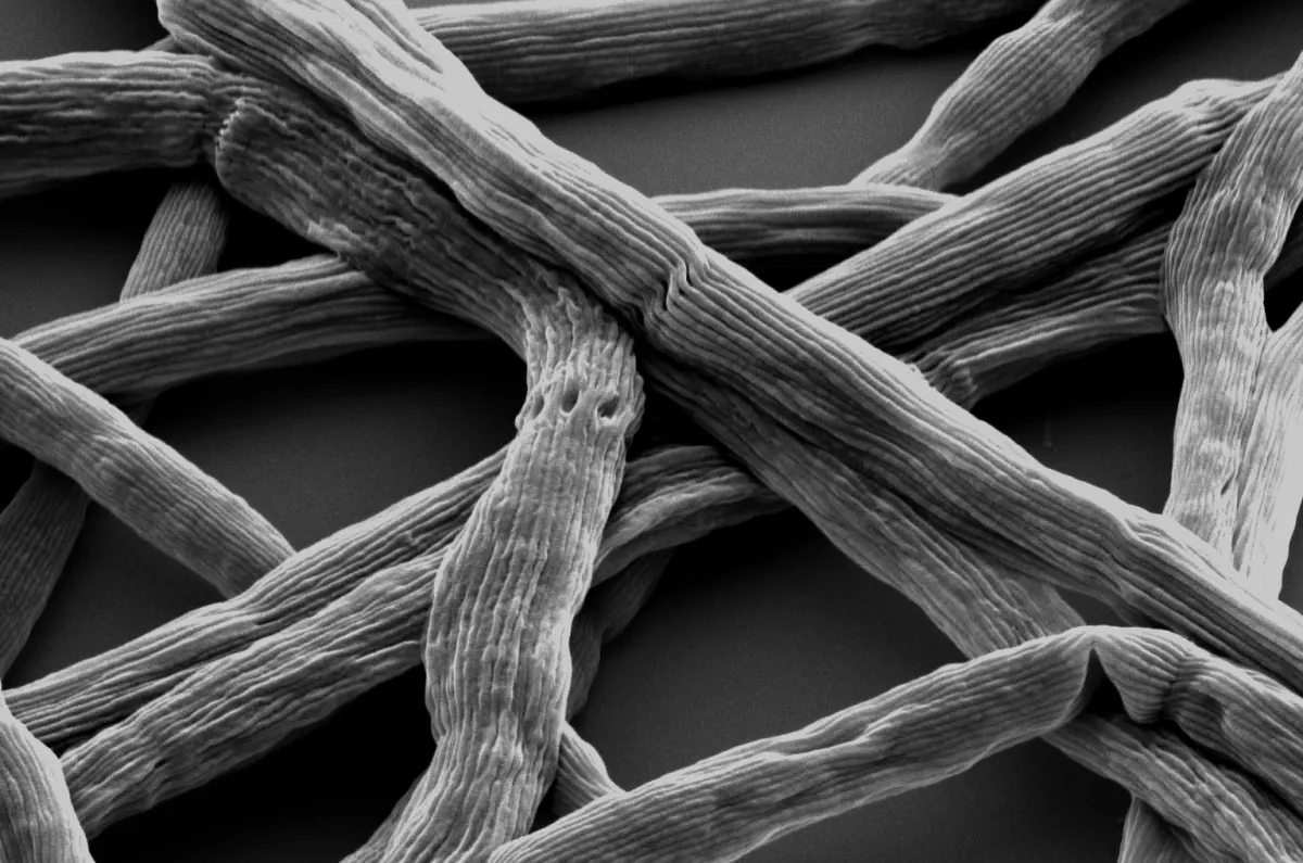 Micrographie de filaments de bactéries câbles Electronema.