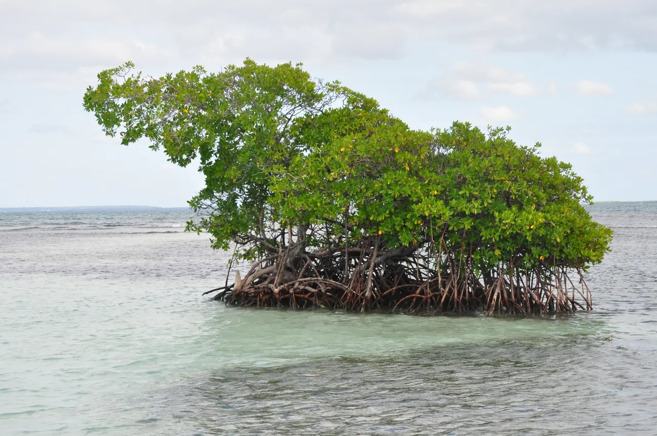 Une mangrove en Guadeloupe : racines sortant de l'eau et feuillage dense.