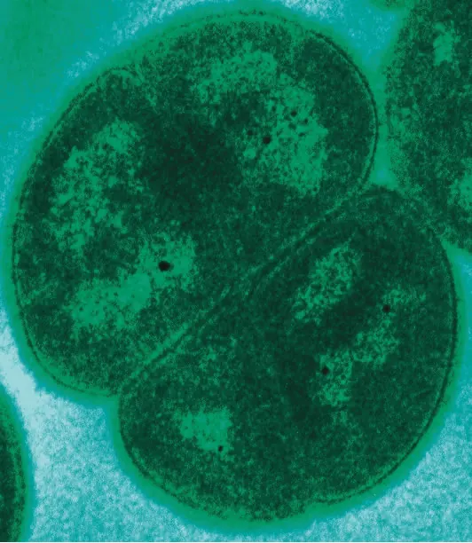 Micrographie électronique à transmission de Deinococcus radiodurans, des cellules groupées en tétrades.