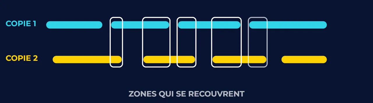 Deux copies d'un génome fragmenté, en bleu et en jaune, dont des fragments se recouvrent.