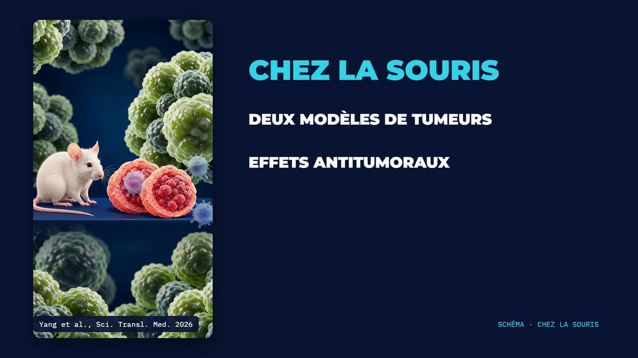 Une souris près d'une tumeur et le texte « chez la souris, deux modèles de tumeurs, effets antitumoraux ».