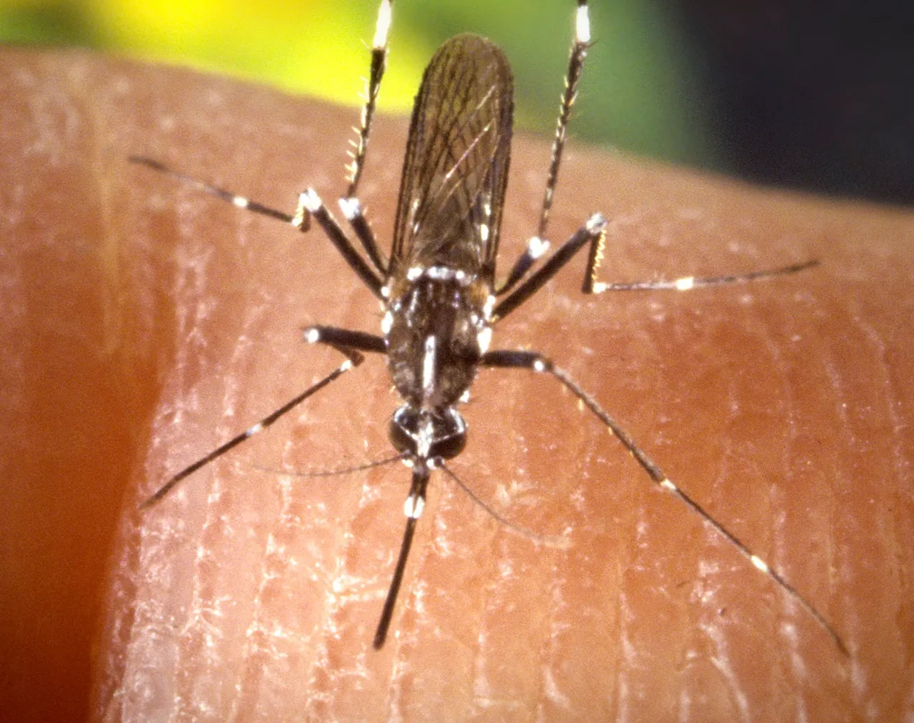Femelle d'Aedes albopictus sur la peau, avec une bande blanche longitudinale sur le thorax et des pattes rayées de blanc.