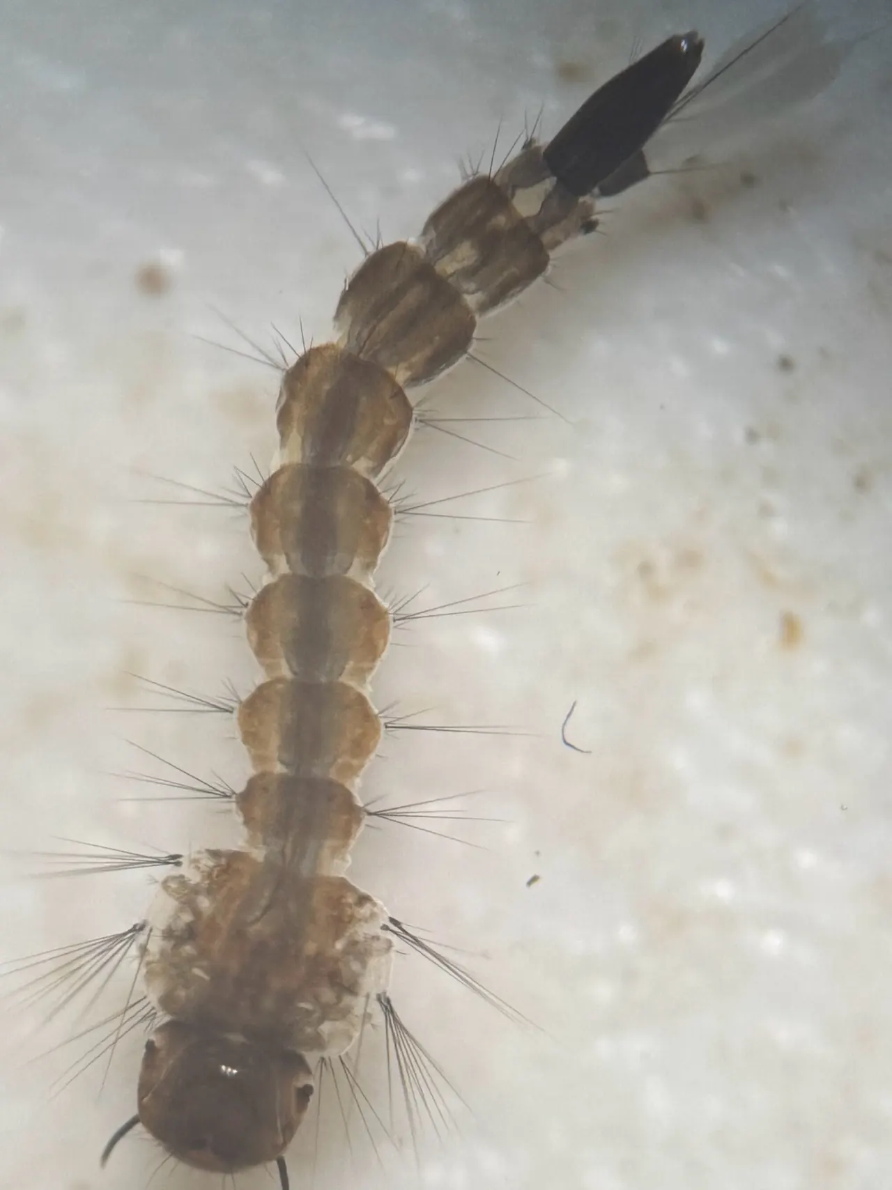 Photographie rapprochée d'une larve de moustique, avec sa tête, son abdomen segmenté, ses soies et son siphon sombre.