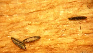 Vue au microscope de quatre œufs sombres et allongés d'Aedes albopictus sur un support brun.