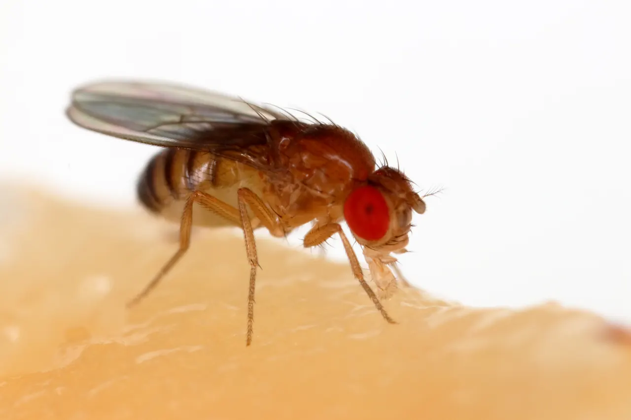 Drosophila melanogaster photographiée
