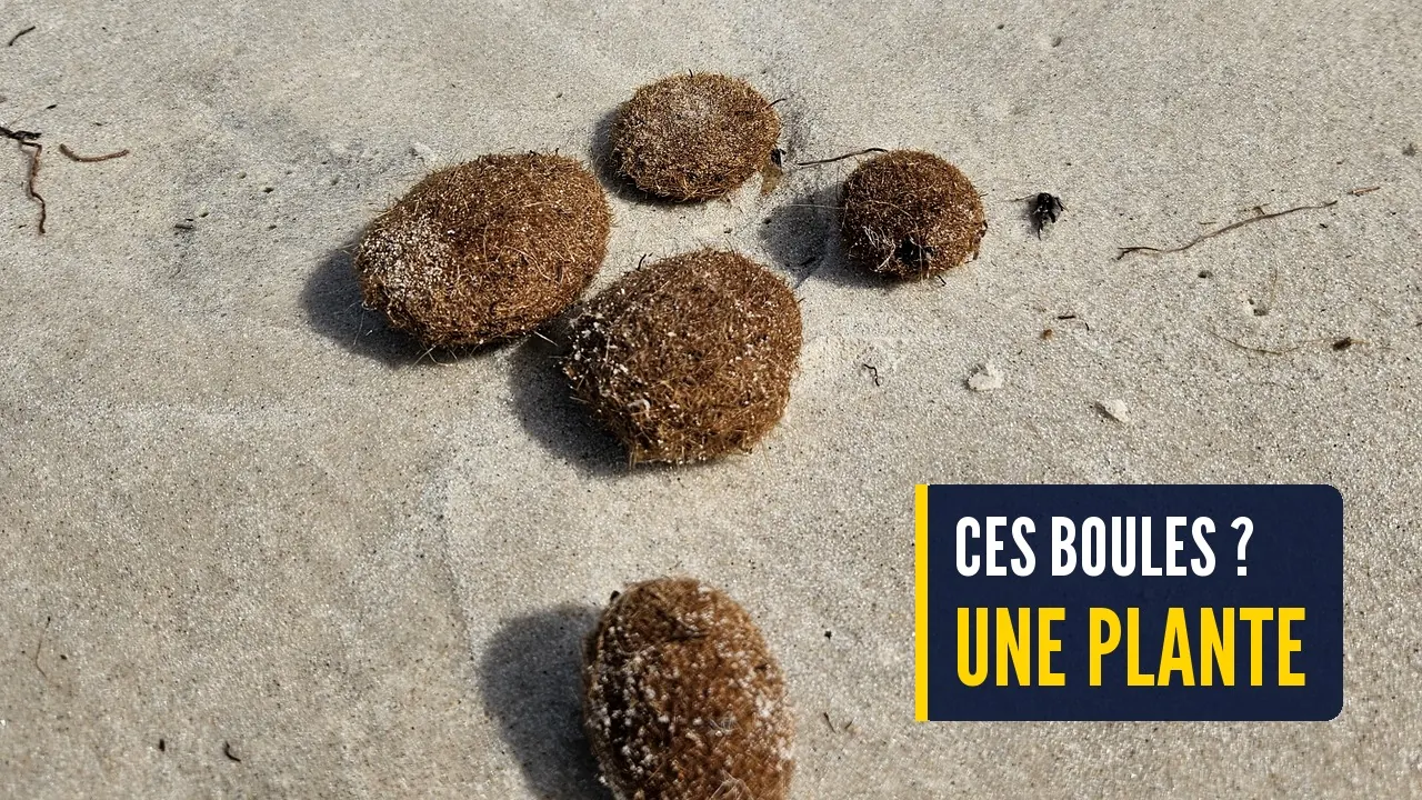 Pelotes de posidonie sur le sable mouillé, plaque « Ces boules ? Une plante »