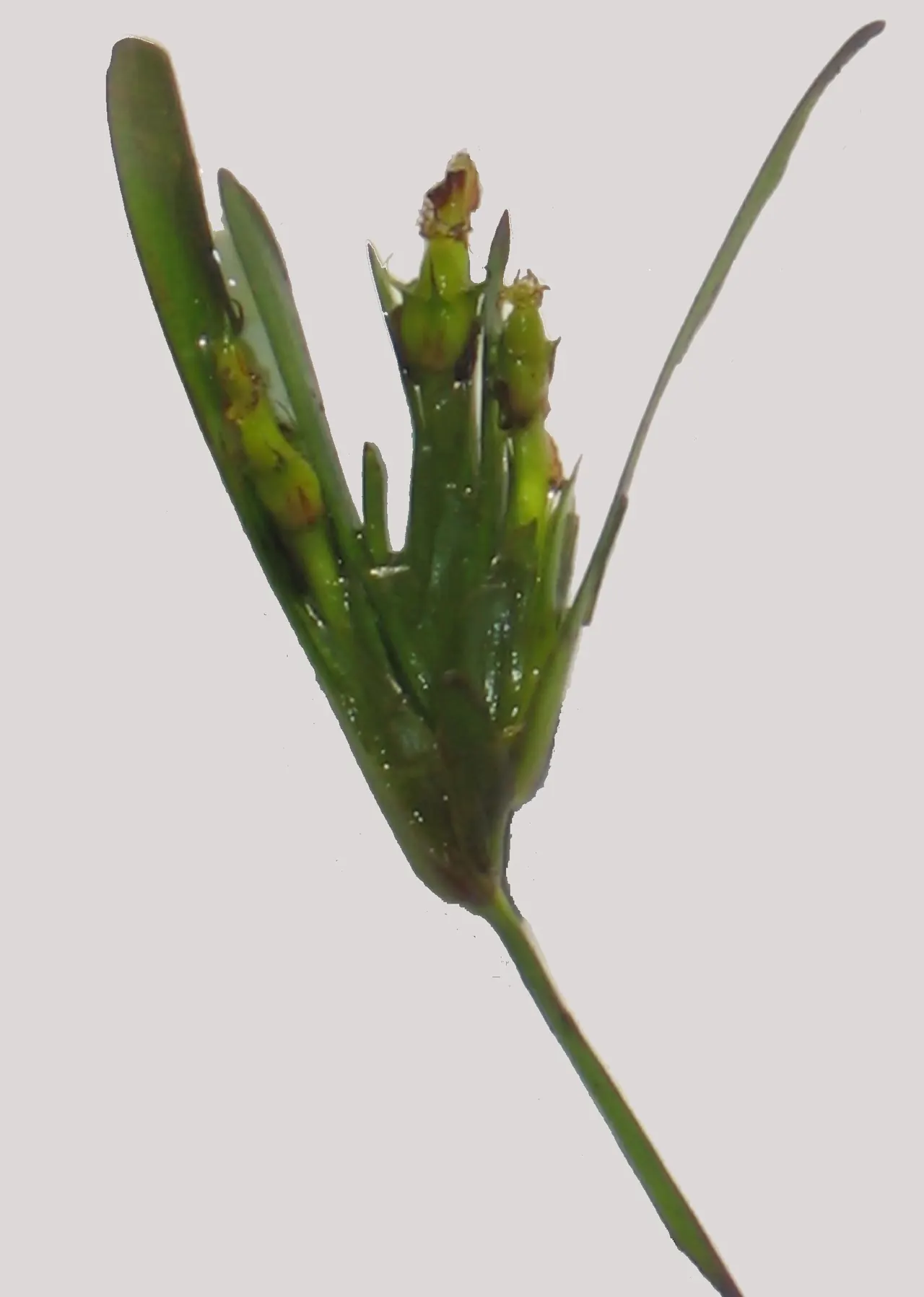 Inflorescence verte de posidonie avec de petites fleurs et de jeunes fruits
