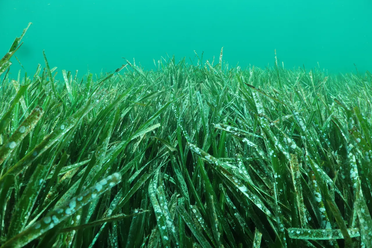 Herbier sous-marin dense de longues feuilles vertes en ruban