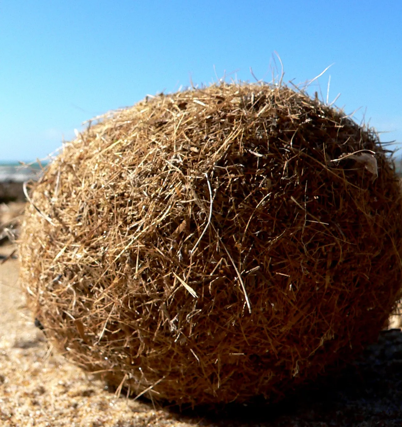 Pelote de posidonie en gros plan sur le sable, faite de fibres brunes emmêlées