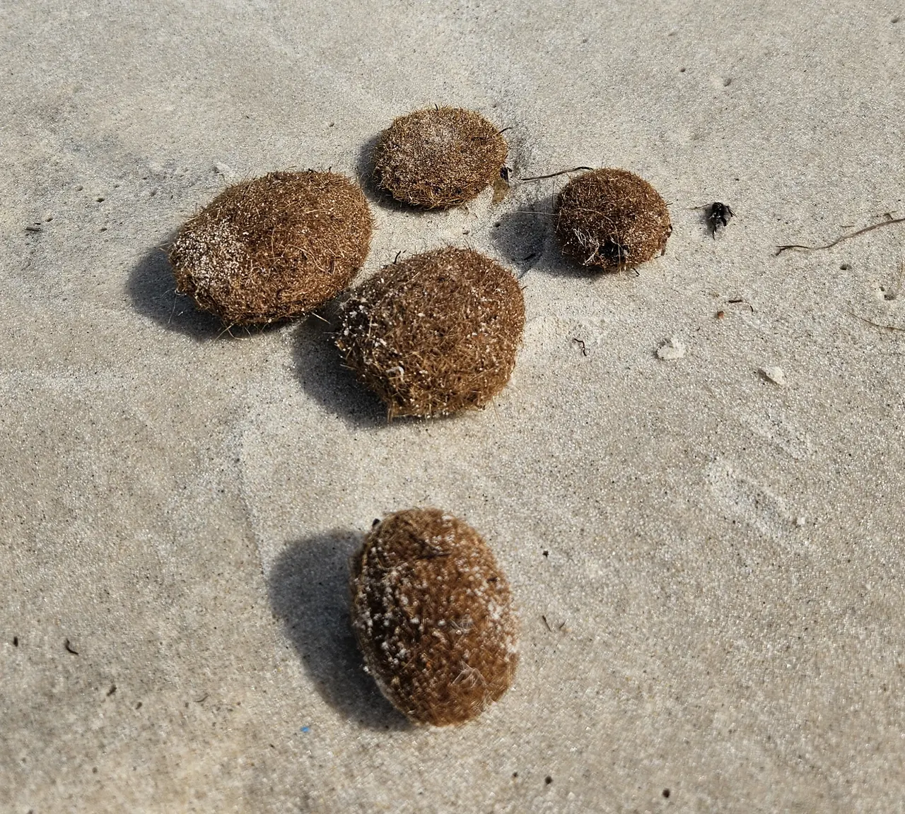 Six boules brunes et fibreuses posées sur le sable mouillé, la mer au fond