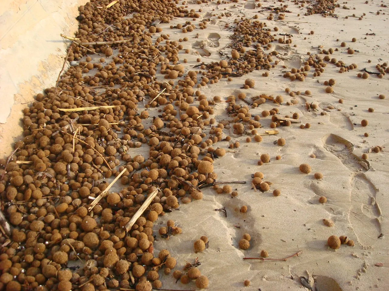 Des centaines de pelotes brunes rejetées sur une plage de sable